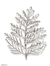 Natural leaf silver plated brooch pin pendant, 'Cypress Honor' - Fine Silver Plated Leaf Brooch Pin thumbail