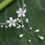Cultured pearl choker, 'Precious Blossoms' - Pearl Choker Necklace (image 2) thumbail