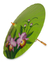 Sonnenschirm aus Saa-Papier - Handgefertigter Saa-Papiersonnenschirm mit Cattleya-Orchideen