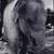 „Mein Name ist Nong Ying“ – Thailändisches Schwarz-Weiß-Elefantenbabyfoto