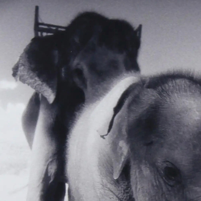 „Mein Name ist Nong Ying“ – Thailändisches Schwarz-Weiß-Elefantenbabyfoto