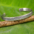 Sterling silver cuff bracelet, 'Nature's Way' - Slender Cuff Bracelet of Handcrafted Sterling Silver