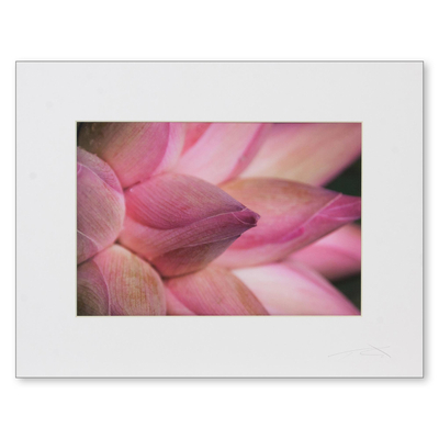 Color Photography Closeup Print of Pink Lotus Buds