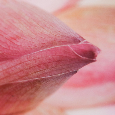 'Lotus Offers' - Impresión de primer plano de fotografía en color de capullos de loto rosa