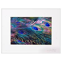 'Splendour' - Fotografía en color de plumas de pavo real en cartulina