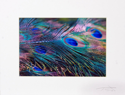 Peacock Feather Color Photograph in Card Stock Mat