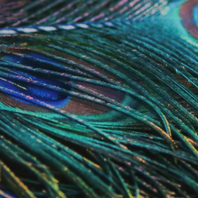 'Splendour' - Peacock Feather Color Photograph in Card Stock Mat