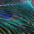 'Splendour' - Fotografía en color de pluma de pavo real en cartulina