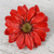 Natural aster brooch pin, 'Let It Bloom in Cardinal Red' - Natural Aster Flower Brooch in Cardinal Red from Thailand thumbail