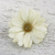Natural aster brooch pin, 'Let It Bloom in Vanilla' - Natural Aster Flower Brooch in Vanilla from Thailand