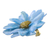 Broche aster natural - Broche de flor de aster natural en azul cielo de Tailandia