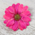 Natural aster brooch pin, 'Let It Bloom in Fuchsia' - Natural Aster Flower Brooch in Fuchsia from Thailand (image 2) thumbail