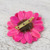 Natural aster brooch pin, 'Let It Bloom in Fuchsia' - Natural Aster Flower Brooch in Fuchsia from Thailand (image 2b) thumbail