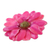 Natural aster brooch pin, 'Let It Bloom in Fuchsia' - Natural Aster Flower Brooch in Fuchsia from Thailand (image 2c) thumbail