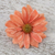 Natural aster brooch pin, 'Let It Bloom in Peach' - Natural Aster Flower Brooch in Peach from Thailand thumbail