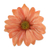 Natural aster brooch pin, 'Let It Bloom in Peach' - Natural Aster Flower Brooch in Peach from Thailand (image 2a) thumbail