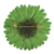 Natural gerbera brooch pin, 'Splendid Petals in Moss Green' - Natural Gerbera Flower Brooch in Moss Green from Thailand (image 2d) thumbail