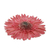 Broche gerberas naturales - Broche de gerbera rosa oscuro natural hecho a mano con pasador de latón