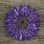 Natural flower brooch, 'Splendid Petals in Violet' - Handmade Natural Blue-Violet Gerbera Brooch from Thailand