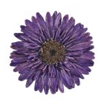 Natural flower brooch, 'Splendid Petals in Violet' - Handmade Natural Blue-Violet Gerbera Brooch from Thailand