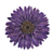 Broche de flores naturales - Broche de gerbera azul violeta natural hecho a mano de Tailandia
