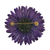 Broche de flores naturales - Broche de gerbera azul violeta natural hecho a mano de Tailandia
