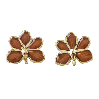 Gold accent natural orchid button earrings, 'Espresso Radiance' - Espresso Gold-Plated Natural Orchid Button Post Earrings