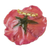 Natural flower brooch, 'Rosy Cheer in Orange' - Resin Dipped Orange-Colored Real Rose Brooch from Thailand (image 2d) thumbail