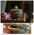 Celadon ceramic jewelry box, 'Spring Butterfly' - Celadon Ceramic Jewelry Box thumbail