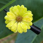 Natural flower hair clip, 'Yellow Aster Passion' - Natural Yellow Aster Hair Clip from Thailand