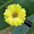 Natural flower hair clip, 'Yellow Aster Passion' - Natural Yellow Aster Hair Clip from Thailand (image 2) thumbail