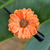 Pasador de pelo de flores naturales - Pinza para el pelo Aster naranja natural de Tailandia