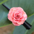 Natural rose hair clip, 'Pink Sweetheart' - Natural Pink Sweetheart Rose Hair Clip from Thailand (image 2) thumbail
