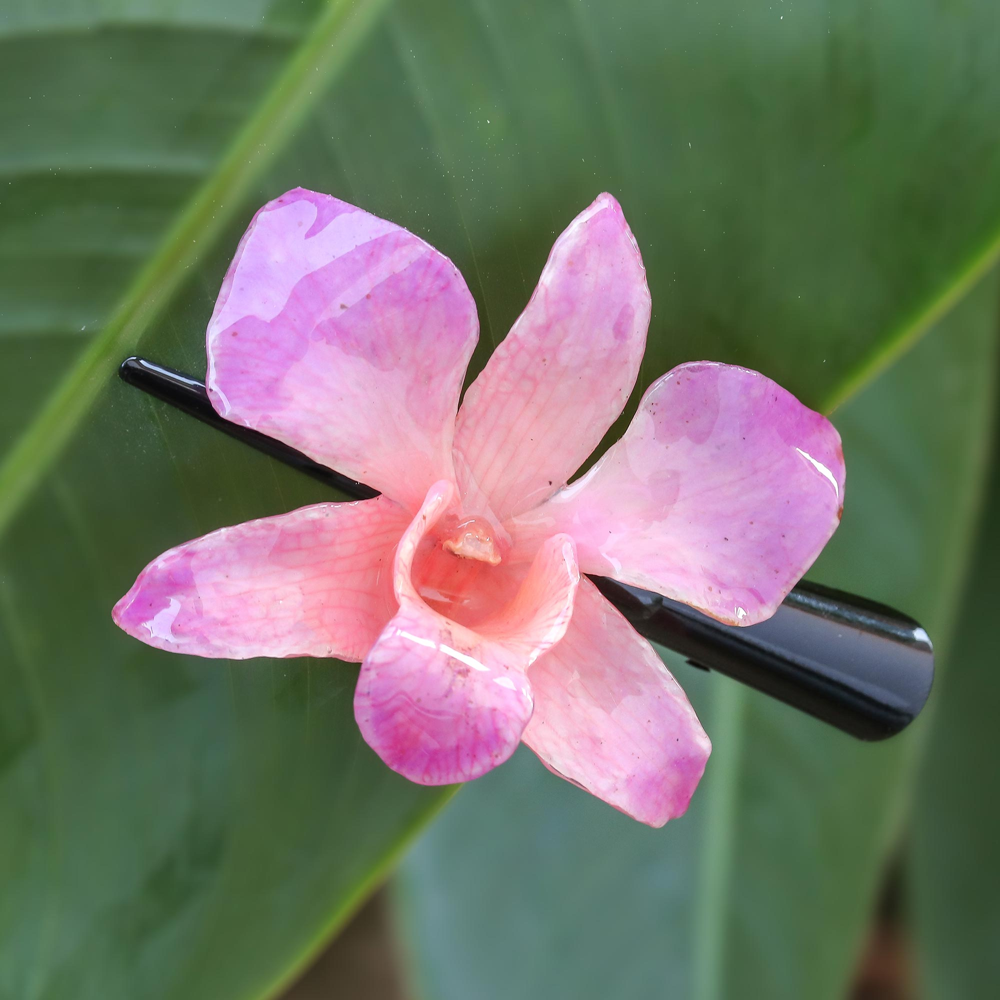Natural Pale Fuchsia Thai Orchid Hair Clip - Pale Fuchsia Orchid Love |  NOVICA