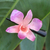 Pasador de pelo de orquídea natural - Pinza para el pelo de orquídea tailandesa fucsia pálido natural