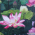 'Lotus at Dawn' (2019) - Pintura realista de flores de loto rosas y blancas (2019)