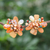 Multi-gemstone clip-on earrings, 'Solaris in Orange' - Quartz and Cultured Pearl Cluster Clip-On Earrings