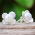 Cultured pearl button earrings, 'Pearl Oasis' - Cultured Pearl and Sterling Silver Floral-Motif Earrings (image 2b) thumbail