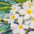 'Frangipani Blanco I' - Acuarela impresionista floral estirada