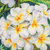'White Frangipani III' - Pintura de acuarela impresionista estirada de flores blancas