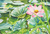'Spring Lotus' - Florale impressionistische Aquarellmalerei von Rosa Lotus