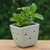 Celadon ceramic mini flower pot, 'Green Little Garden' - Celadon Ceramic Mini Planter with Floral Motif in Green (image 2) thumbail
