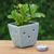 Celadon ceramic mini flower pot, 'Blue Little Garden' - Celadon Ceramic Mini Planter with Floral Motif in Blue (image 2j) thumbail