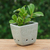Celadon ceramic mini flower pot, 'Green Kitty Garden' - Cat and Floral-Themed Celadon Ceramic Mini Planter in Green