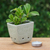Celadon ceramic mini flower pot, 'Green Kitty Garden' - Cat and Floral-Themed Celadon Ceramic Mini Planter in Green (image 2j) thumbail