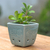Celadon ceramic mini flower pot, 'Blue Kitty Garden' - Cat and Floral-Themed Celadon Ceramic Mini Planter in Blue