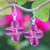 Ohrhänger aus mundgeblasenem Glas - Blumenohrringe aus mundgeblasenem Glas in Rosa mit silbernen Haken