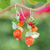 Multi-gemstone cluster earrings, 'Orange and Green Glam' - Chalcedony Citrine Quartz and Glass Beaded Cluster Earrings (image 2) thumbail