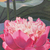 'Picture of Lotus Bloom' - Acrílico impresionista firmado con temática de loto sobre pintura de lienzo