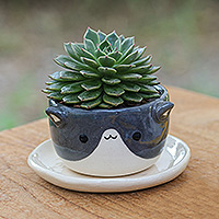 Mini-Blumentopf aus Keramik, „Kitty Charisma“ – elfenbeingrauer Mini-Blumentopf aus Keramik mit Katzenmotiv und Untersetzer